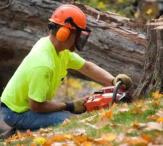 tree services North College Hill